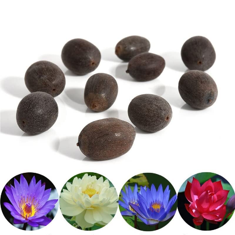 Premium Water Lily Flower Seeds