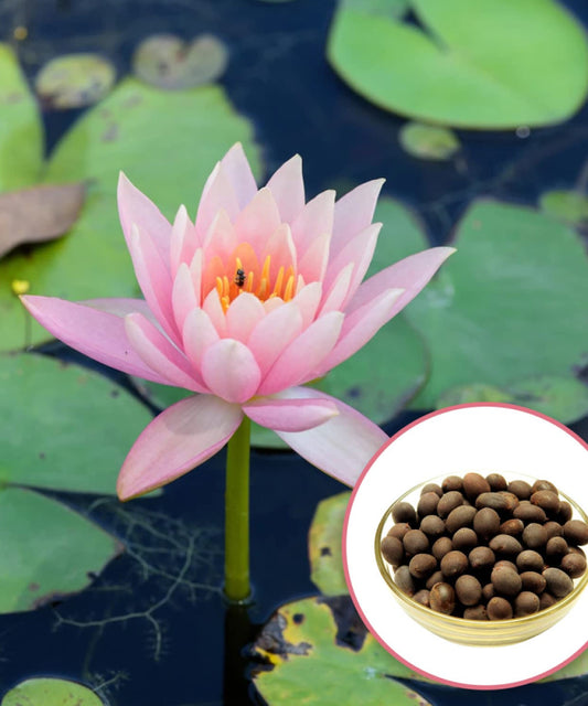 Premium Water Lily Flower Seeds